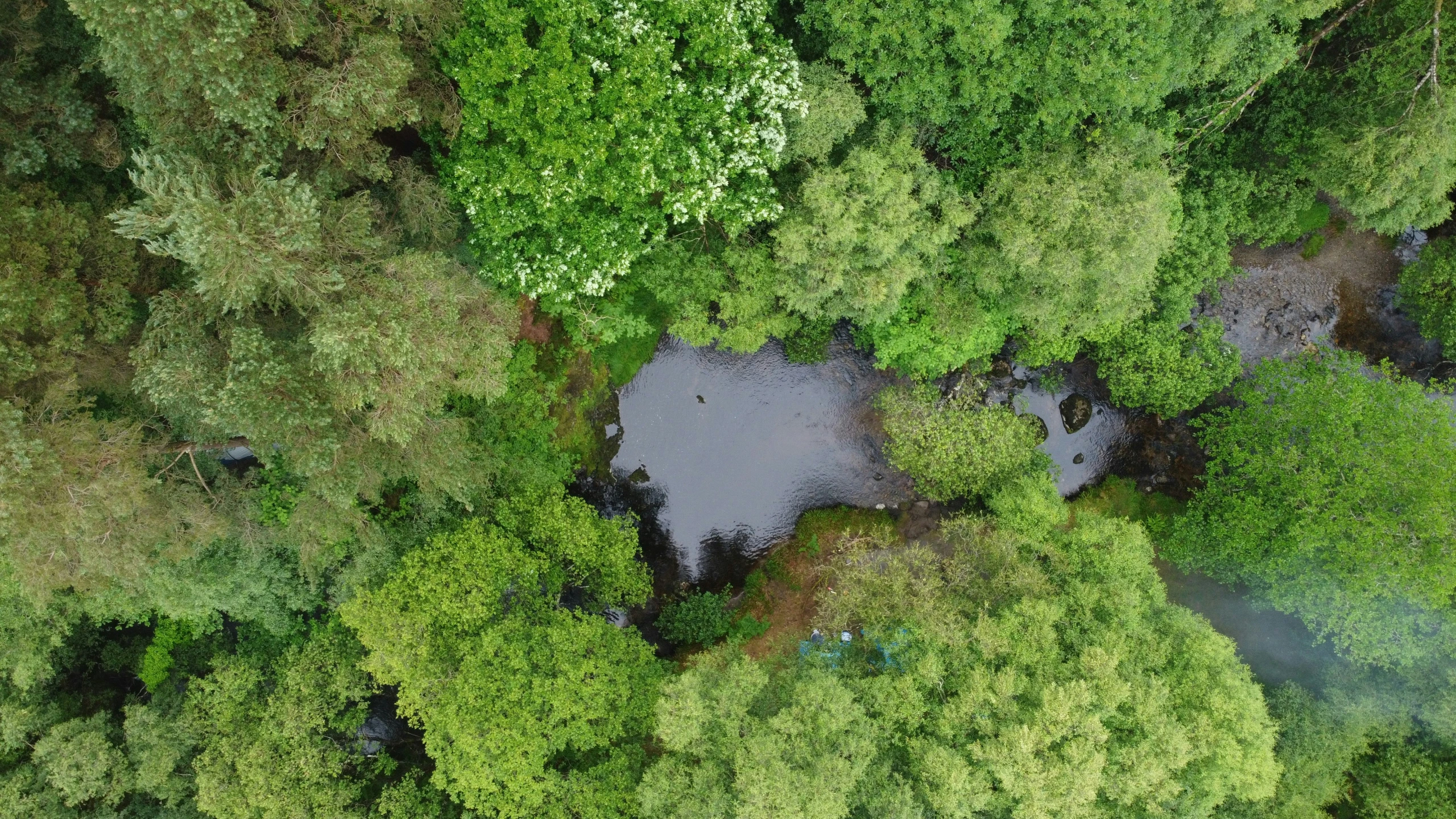 an aerial view of a forest in the woods