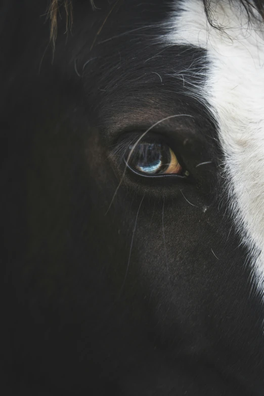 an image of close up eye on the front of a horse