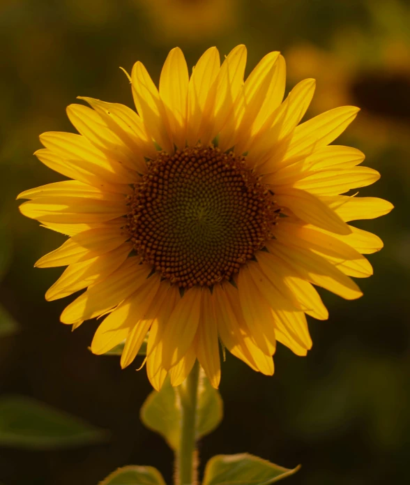 a sunflower blossom is shown in this pograph