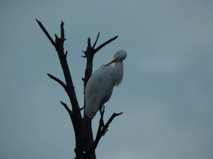 a close up of a white bird on top of a tree