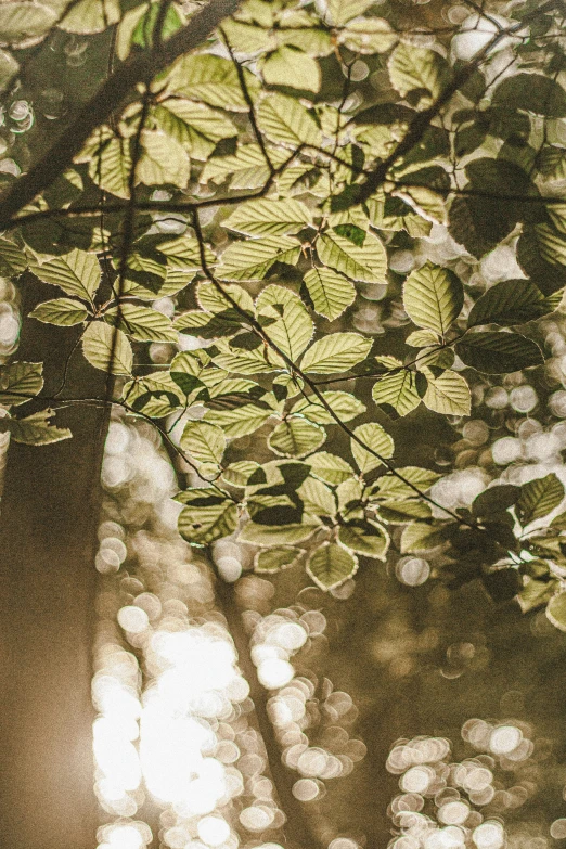 sunlight through the nches of a tree on the ground