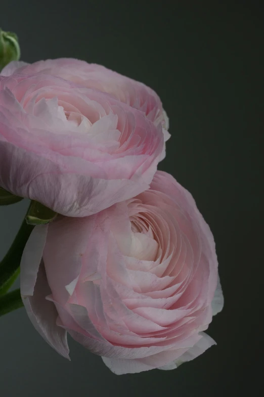 a pink flower blooming in front of a dark background