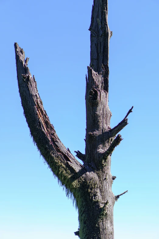 the top of a tree that is very old and tattered