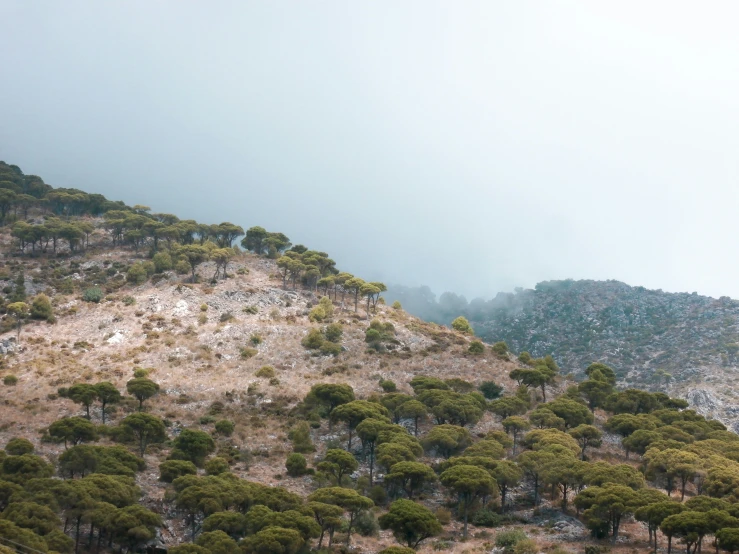 tree covered mountain with mist in the sky