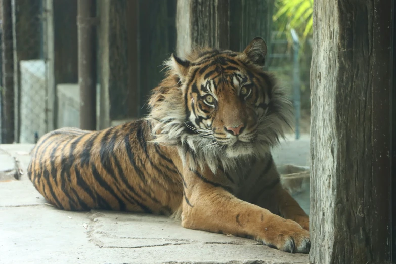 a big tiger lays down in the shade