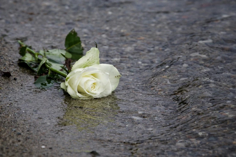 white rose lying on wet pavement at night