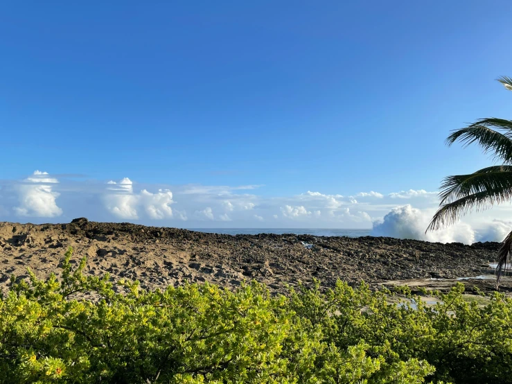 a tropical landscape with blue sky and palm trees