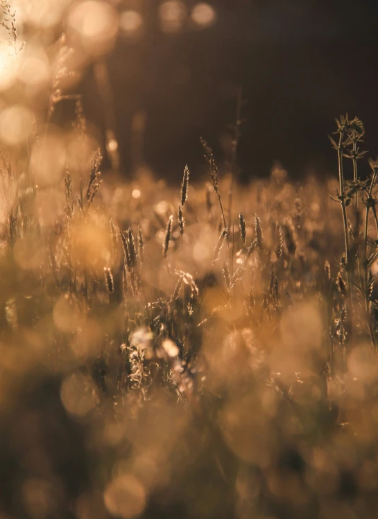 this is an image of a grassy area