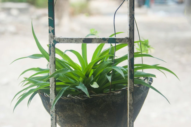 a plant in a hanging pot attached to a pole
