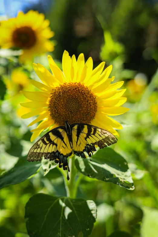 an image of a erfly on some sunflowers