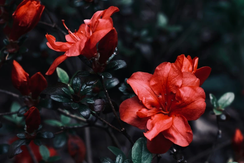 red flowers blooming next to a green bush