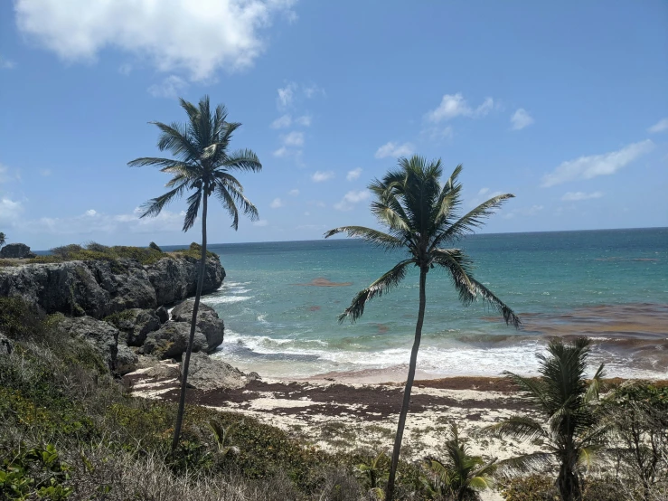 three palm trees standing in front of an ocean