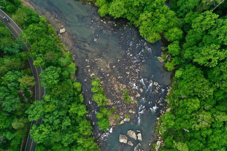 a river running through some forest surrounded by trees