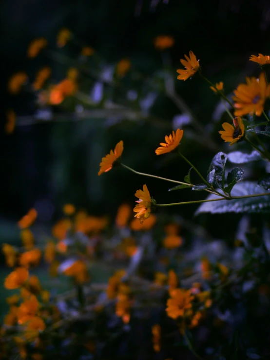 a bunch of small yellow flowers with green leaves