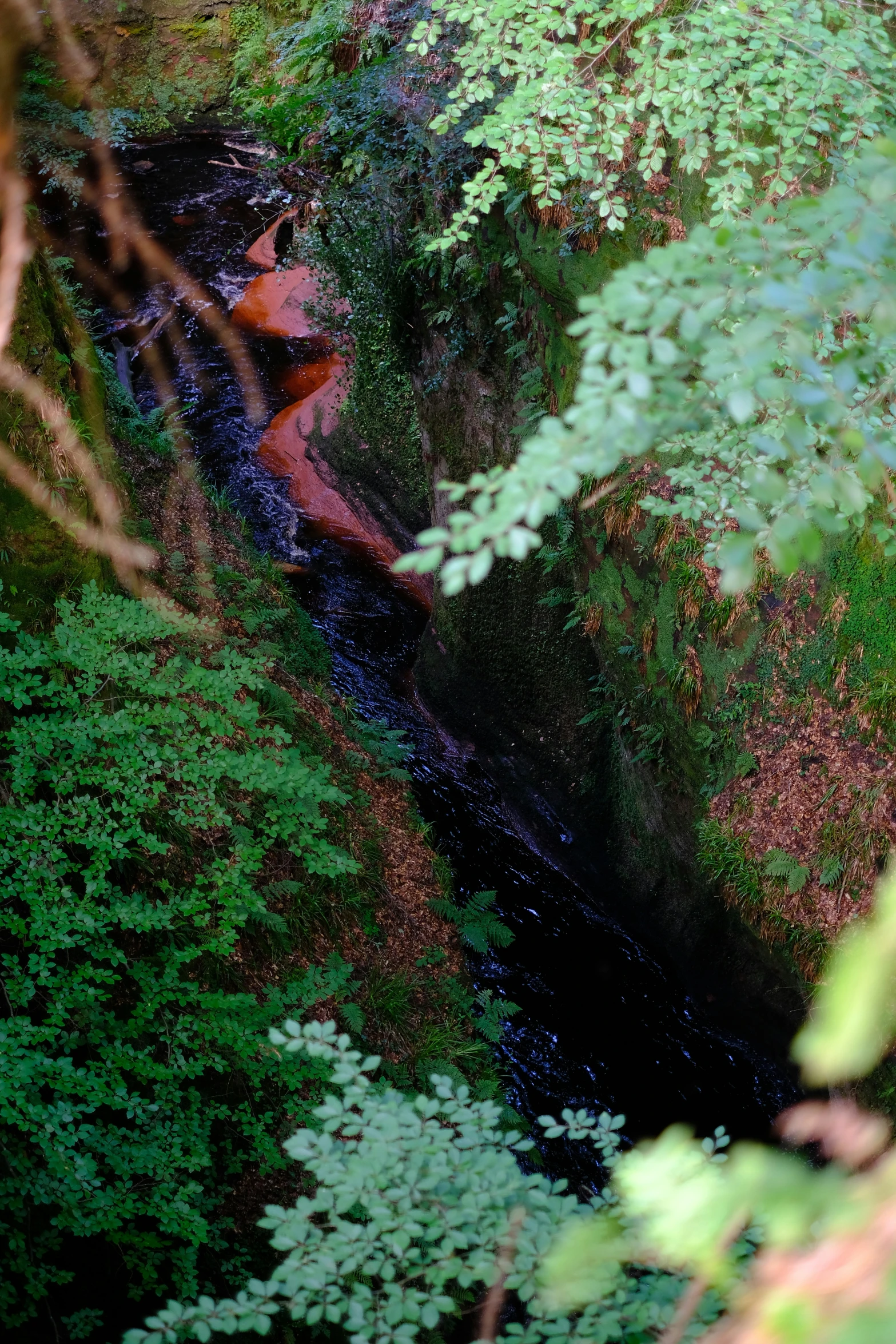 a stream flows down the hillside through the leaves