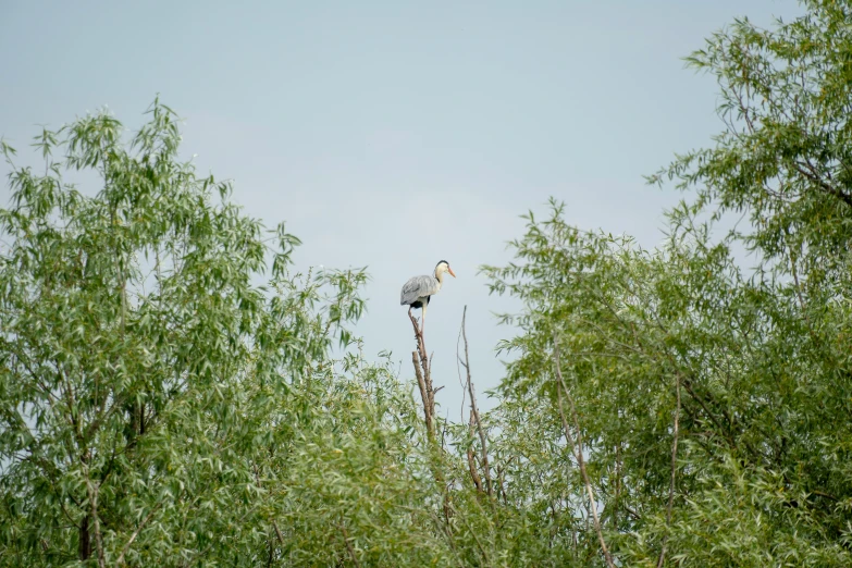 a tall tree with a bird perched on top of it