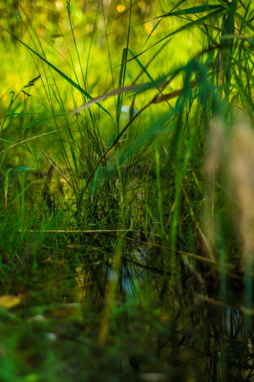 the vegetation in the river is green