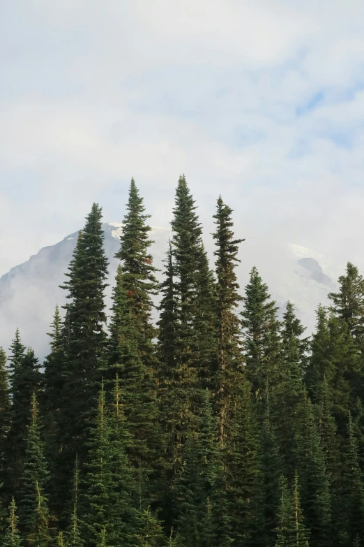 a lush green forest with trees and a large mountain in the background