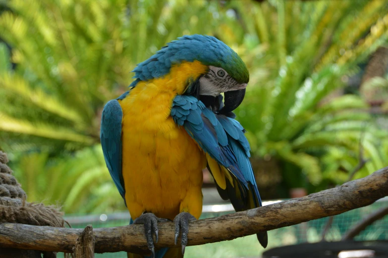 a blue and yellow bird is perched on a nch