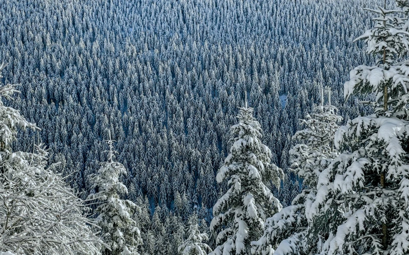 the trees are covered in snow and snow covered ground