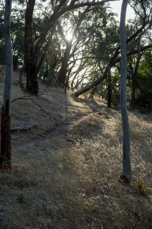 the sun shines brightly through the trees on a hill