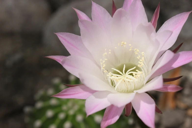 a close up of a pink flower on the top of a plant