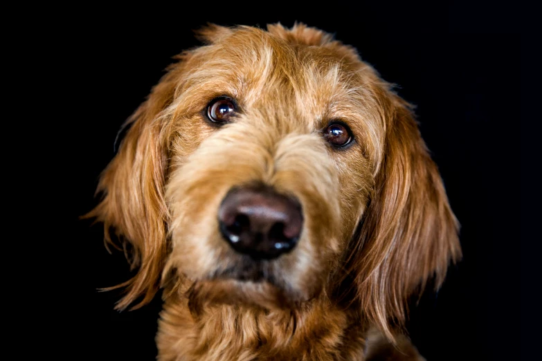 a close up of a dog in a black background