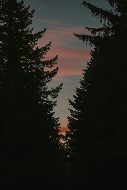 trees line the edge of an area at sunset