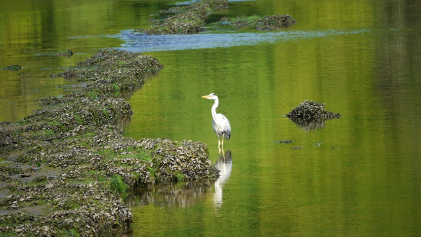 a white bird is standing in shallow water