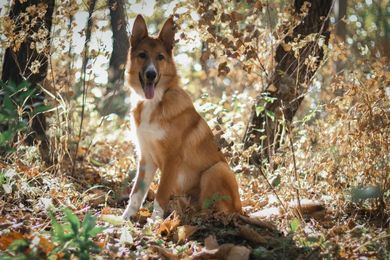 a dog that is sitting in the grass