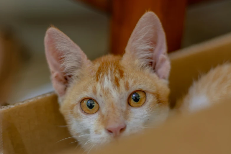 there is an orange cat peeking out from a box