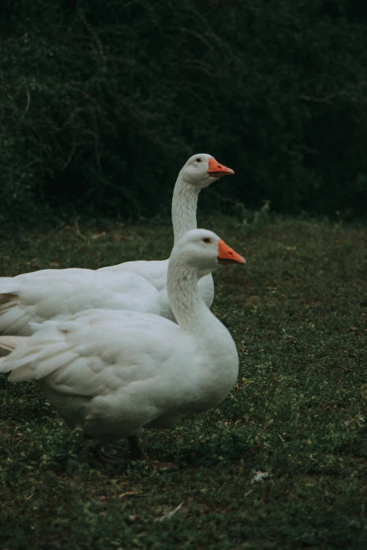 two white ducks sitting in a field of grass