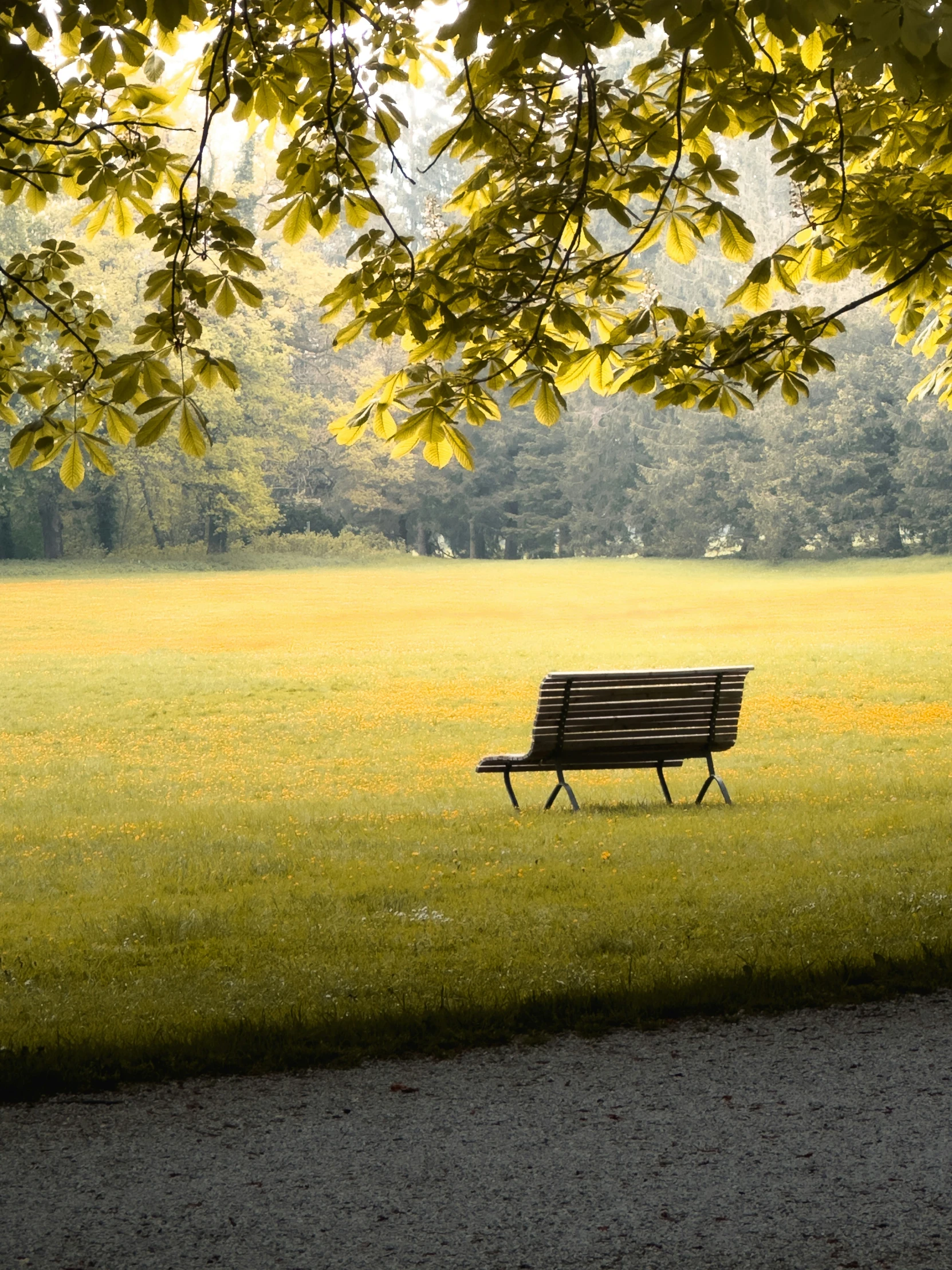 a park bench under some trees near the field