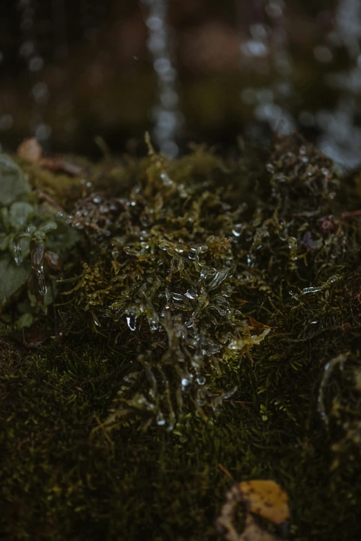 some green moss and rocks with water splashing on them