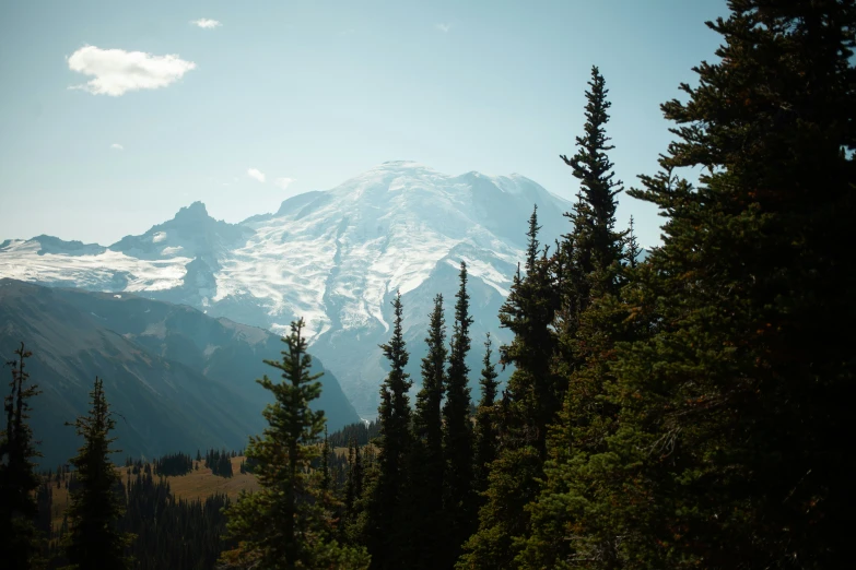 view of snow covered mountain through evergreen trees