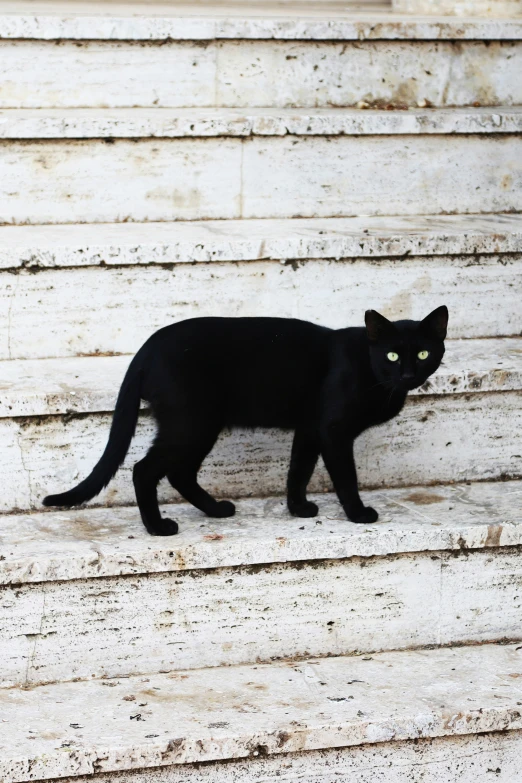 black cat walking along the steps outside