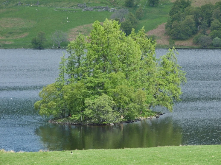 a small tree in the middle of some water