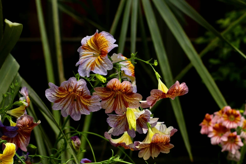 flowers with bright orange and yellow stripes growing in the sunlight