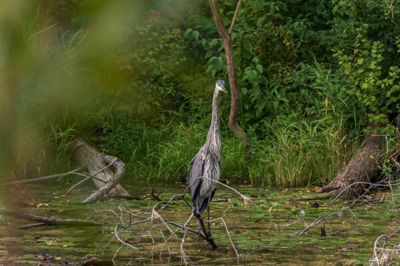 a bird that is standing in the water