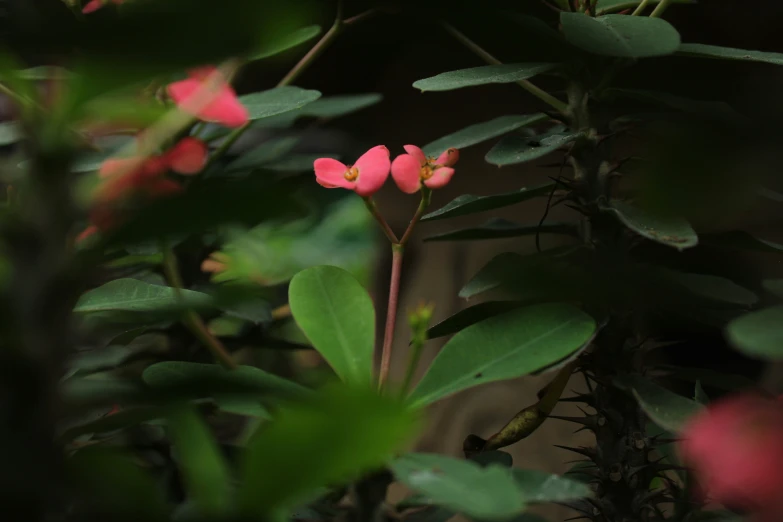 the flowers of a plant with leaves on the stems