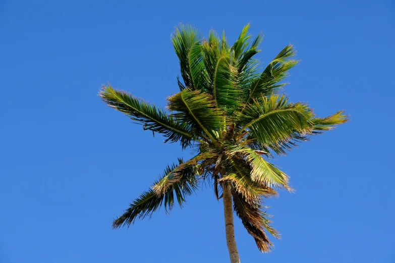 palm tree against a clear blue sky