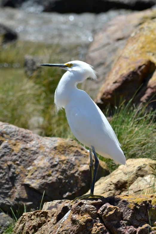 a white bird standing on the rocks near some water