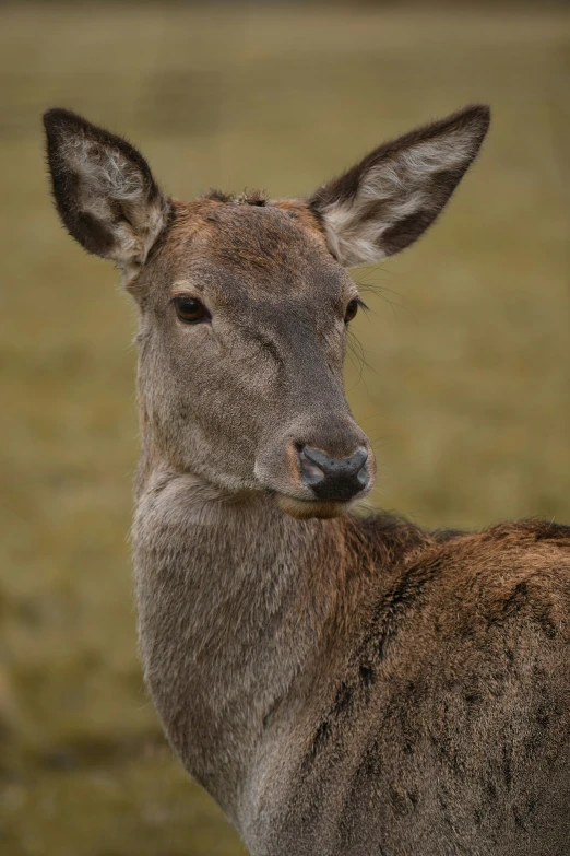 a small deer standing in a field with green grass