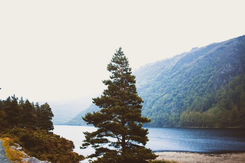 a lone pine tree stands beside a river