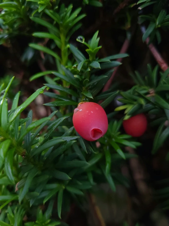 a bush with tiny berries, some with drops