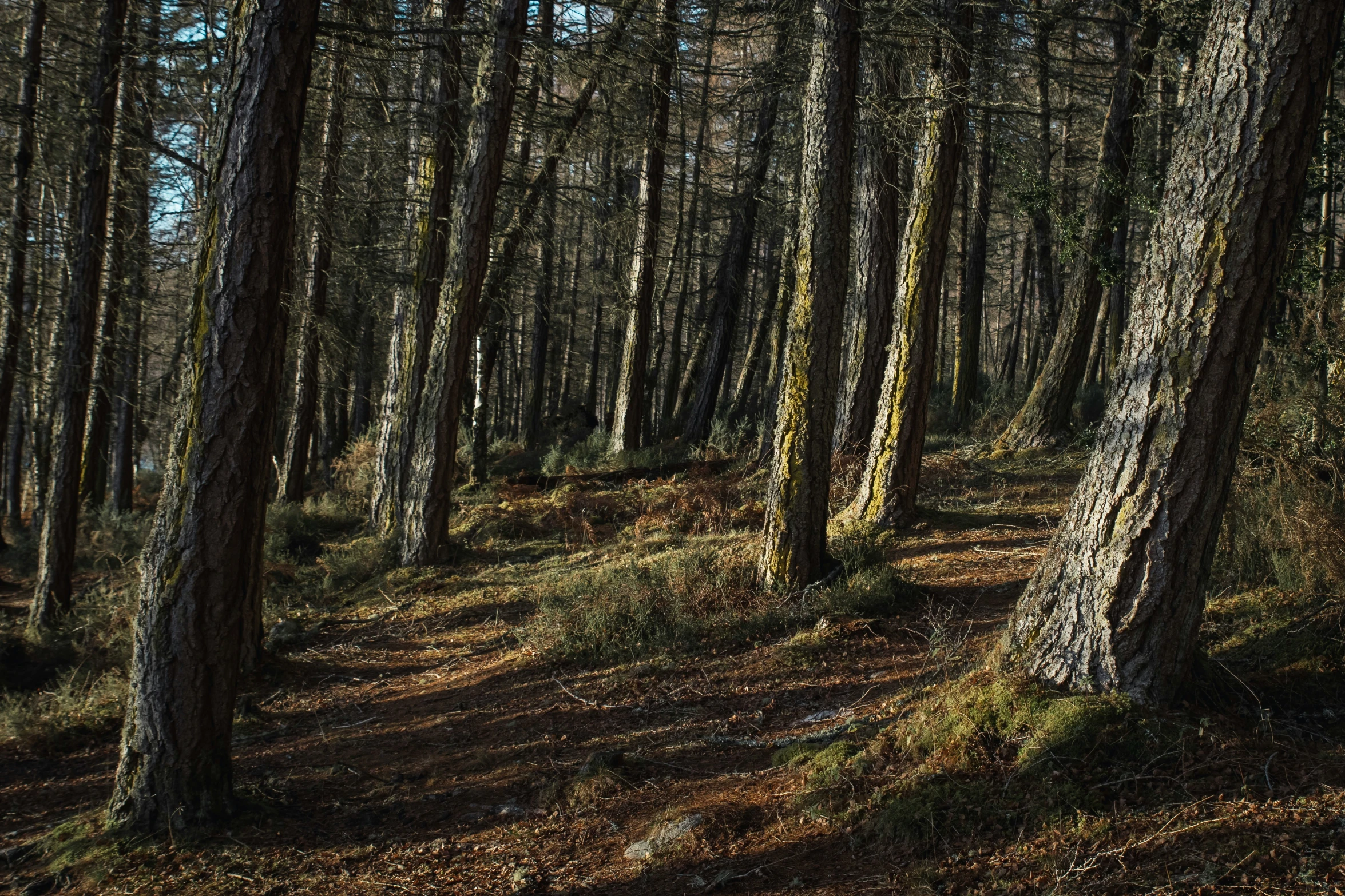 the sunlight shining through the tree trunks in the woods