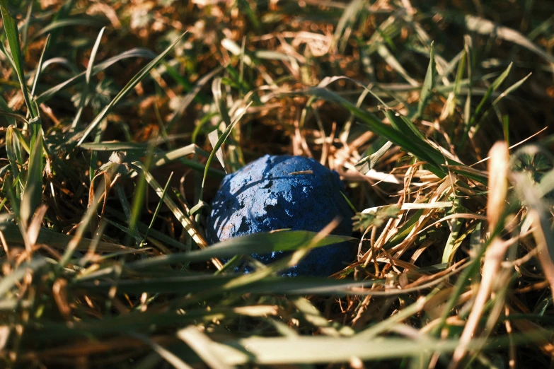 a blue object is in the grass with no leaves