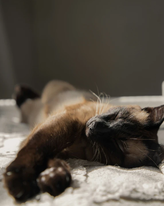 a brown and black cat is sleeping on the bed