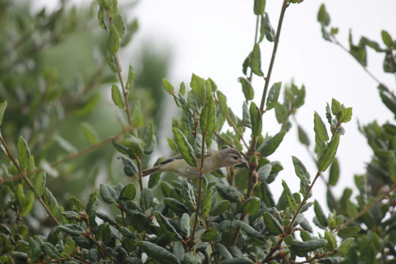 bird perched in tree eating food in tree