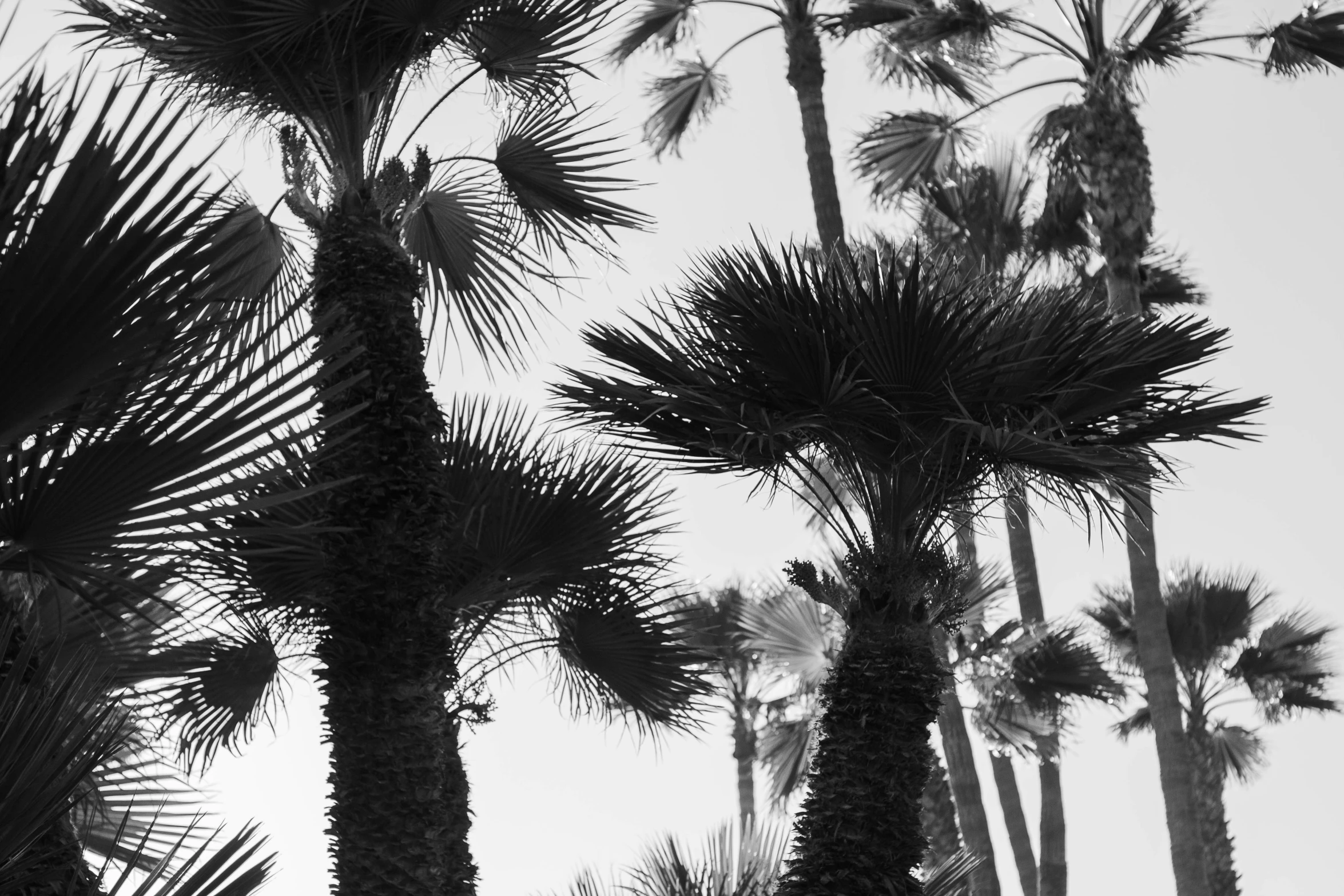 some very tall pretty palm trees with some clouds in the background